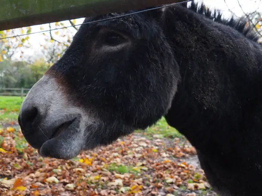 Ezels, Mullem (België)